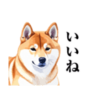 とりあえず返信する柴犬【文字少なめ】（個別スタンプ：13）