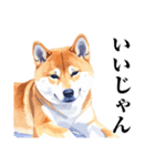 とりあえず返信する柴犬【文字少なめ】（個別スタンプ：21）
