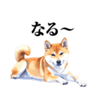 とりあえず返信する柴犬【文字少なめ】（個別スタンプ：26）