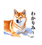 とりあえず返信する柴犬【文字少なめ】（個別スタンプ：30）