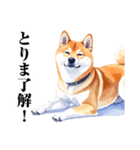 とりあえず返信する柴犬【文字少なめ】（個別スタンプ：39）