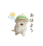 動く！スコティッシュ猫 かわいいメロン帽（個別スタンプ：1）