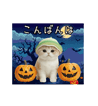 動く！スコティッシュ猫 かわいいメロン帽（個別スタンプ：2）