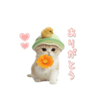 動く！スコティッシュ猫 かわいいメロン帽（個別スタンプ：3）