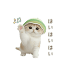 動く！スコティッシュ猫 かわいいメロン帽（個別スタンプ：5）