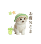 動く！スコティッシュ猫 かわいいメロン帽（個別スタンプ：8）
