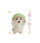 動く！スコティッシュ猫 かわいいメロン帽（個別スタンプ：10）