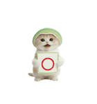 動く！スコティッシュ猫 かわいいメロン帽（個別スタンプ：12）
