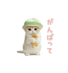 動く！スコティッシュ猫 かわいいメロン帽（個別スタンプ：13）