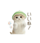 動く！スコティッシュ猫 かわいいメロン帽（個別スタンプ：15）