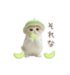 動く！スコティッシュ猫 かわいいメロン帽（個別スタンプ：16）