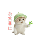 動く！スコティッシュ猫 かわいいメロン帽（個別スタンプ：19）