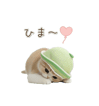 動く！スコティッシュ猫 かわいいメロン帽（個別スタンプ：22）