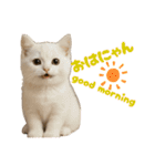 ネコだ！ It's a cat！（個別スタンプ：1）