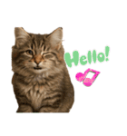 ネコだ！ It's a cat！（個別スタンプ：2）