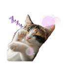 ネコだ！ It's a cat！（個別スタンプ：3）