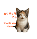 ネコだ！ It's a cat！（個別スタンプ：4）