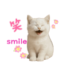 ネコだ！ It's a cat！（個別スタンプ：7）