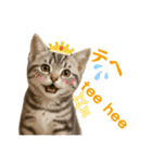 ネコだ！ It's a cat！（個別スタンプ：8）