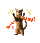 ネコだ！ It's a cat！（個別スタンプ：9）