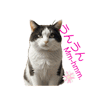 ネコだ！ It's a cat！（個別スタンプ：10）