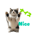 ネコだ！ It's a cat！（個別スタンプ：11）