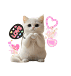 ネコだ！ It's a cat！（個別スタンプ：12）