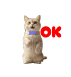 ネコだ！ It's a cat！（個別スタンプ：13）