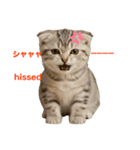 ネコだ！ It's a cat！（個別スタンプ：15）
