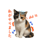 ネコだ！ It's a cat！（個別スタンプ：16）