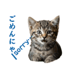 ネコだ！ It's a cat！（個別スタンプ：17）