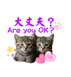 ネコだ！ It's a cat！（個別スタンプ：18）