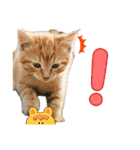ネコだ！ It's a cat！（個別スタンプ：22）