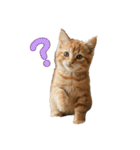 ネコだ！ It's a cat！（個別スタンプ：23）