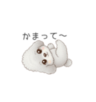 赤ちゃんトイプードル（グレー、シルバー）（個別スタンプ：15）