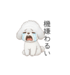 赤ちゃんトイプードル（グレー、シルバー）（個別スタンプ：32）