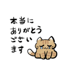丁寧！白へそ猫（個別スタンプ：10）