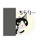 色々な猫16-1 短毛-立ち耳-黒白（個別スタンプ：6）