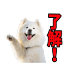 リアル☆サモエド（個別スタンプ：1）