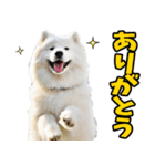 リアル☆サモエド（個別スタンプ：2）