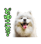 リアル☆サモエド（個別スタンプ：4）
