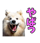 リアル☆サモエド（個別スタンプ：5）