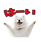 リアル☆サモエド（個別スタンプ：6）