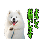 リアル☆サモエド（個別スタンプ：7）