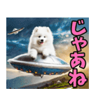 リアル☆サモエド（個別スタンプ：12）