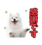 リアル☆サモエド（個別スタンプ：13）