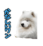 リアル☆サモエド（個別スタンプ：14）