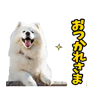 リアル☆サモエド（個別スタンプ：15）