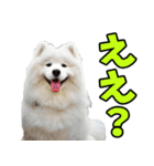 リアル☆サモエド（個別スタンプ：17）
