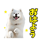 リアル☆サモエド（個別スタンプ：29）